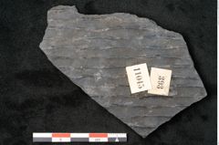 Foto (Detailansicht) von Sigillaria subrotunda Brongniart (NHMW-GEO-2024-0188-11045)